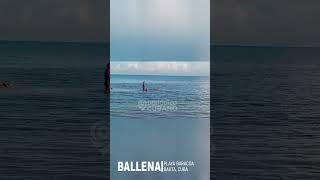 Ballena en Playa Baracoa Bauta noticias periódicocubano noticiasdecuba bauta cuba [upl. by Julienne]