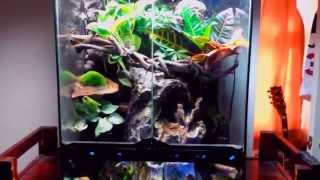 Crested Gecko Paludarium  Vivarium  Terrarium Update [upl. by Yngad]