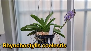 린코스틸리스 코엘레스티스 Rhynchostylis coelestis [upl. by Treboh]