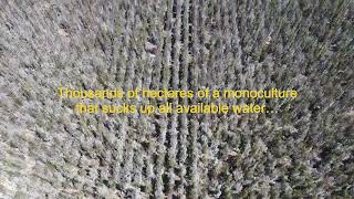 Tasmanian blue gum weeds on Kangaroo Island [upl. by Eyaf]