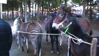 ZUIDLAREN NLRar Zorse ZEBRAPONYMIXPFERD Pferdemarkt 2012Horse [upl. by Oicangi]