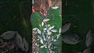 Fishing 🎣 food diwalispecial fishcurry [upl. by Bbor345]