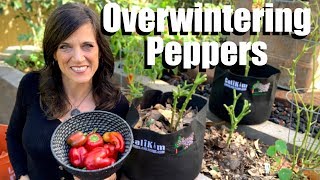 How to Overwinter Your Favorite Pepper Plant in Garden Beds amp Containers for Earlier Spring Harvests [upl. by Jandy]