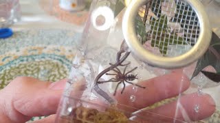 Avicularia purpurea Unboxing [upl. by Euqinue934]