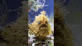 Hairy Frogfish 🐟😮 [upl. by Yrevi]