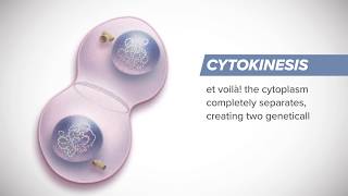 How Cells Divide  3 Minutes on Mitosis [upl. by Etteval]