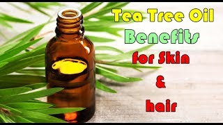 Tea Tree Oil Benefits for Skin amp Hair in Hindi [upl. by Inger]