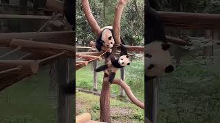 Are Pandas Trying to Make Themselves Extinct Hilarious Panda Fails 🐼🤣 [upl. by Tyson]