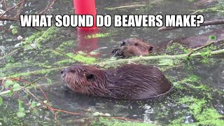 What Sound Do Beavers Make Turn it Up to Hear Them Talk [upl. by Adnahc]