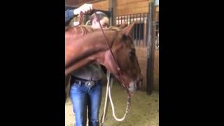 How To Tie Your Parelli Rope Halter [upl. by Josepha]