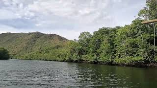 Bacungan River Mangroves [upl. by Labannah440]