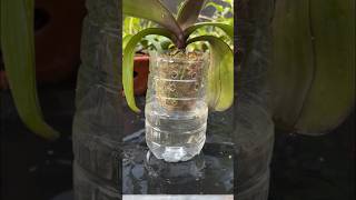 Growing Phalaenopsis orchids in water is very easy plants orchid [upl. by Aerdnwahs443]