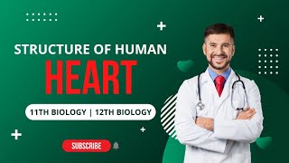 Structure Of Mammalian Heart  11th Biology  Biology 20 [upl. by Skippy793]