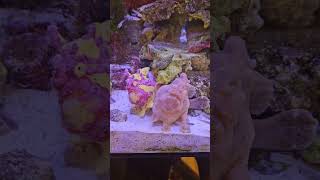 Feeding the Frogfish saltwateraquarium frogfish fishtank aquariumfish saltwaterfishtank fish [upl. by Nevil]