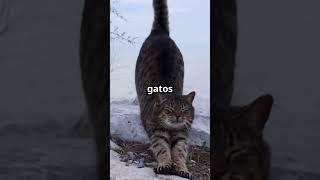 Gatos cazadores en la ciudad ¡A la caza de ratas [upl. by Abrams]