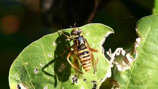 Syrphid Fly Spilomyia suzukii Mimics a Wasp スズキナガハナアブ♀の身繕い [upl. by Yntruoc]