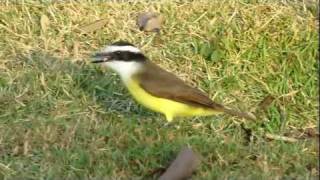 Great kiskadee  Pitangus sulphuratus  CrownFeedingVocalization  Celso Paris [upl. by Amimej]