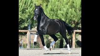 ZIMIT DE SUSAETA  SIRED BY POETA DE SUSAETA  ANDALUSIAN STALLION [upl. by Rollie]