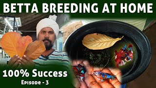 Betta breeding in tamil  Betta breeding step by step season 1 Episode 3 [upl. by Ris]