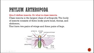 Phylum Arthropda class insecta biology entomology zoology [upl. by Rehtul540]