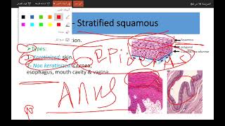 Epithelium tissue part 2 stratified epithelium [upl. by Ngo335]