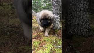 olomuss exploring caucasian ovcharka LGD pup [upl. by Aldercy]