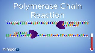 What is PCR Polymerase Chain Reaction  miniPCR bio™ [upl. by Llennahs]