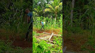 Proses semprot hama cabe Dan jagung kebun caberawit [upl. by Ahsenaj]