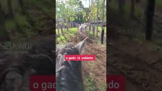 Gado na fazenda coqueiro [upl. by Morocco]