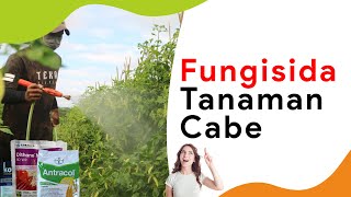 7 Merk Fungisida Kontak Tanaman Cabe [upl. by Feer]