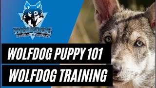 Wolfdog Puppy 101 Wolfdog Training [upl. by Tia]