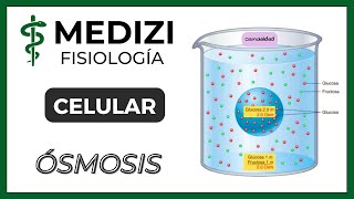 Fisiología Celular  Ósmosis IGdoctorpaiva [upl. by Eppesiug200]