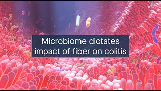 Individual microbiomes dictate the impact of dietary fiber on colitis [upl. by Etirugram]