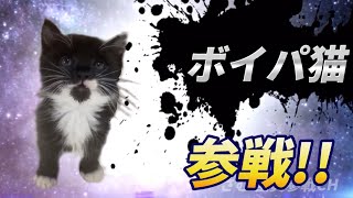 変わった鳴き声の猫 全員参戦！Part5【ボイパ猫】 [upl. by Avek342]