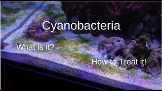 Cyanobacteria  What You Need To Know [upl. by Adnerb]