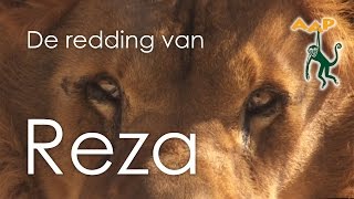 De redding van leeuw Reza  Stichting AAP [upl. by Alemrac]