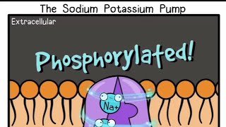 how does NaK pump works  credits  AmoebaSisters [upl. by Aicats296]