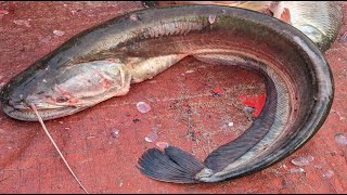 Giant Monster Wallago Attu Catfish Cutting In Bangladesh  Boal Fish Cutting Skills [upl. by Alliscirp]