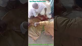 Dog treatment by Veterinary doctor in pakistan [upl. by Ahseim609]