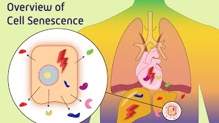 Overview of Cell Senescence [upl. by Fachanan]