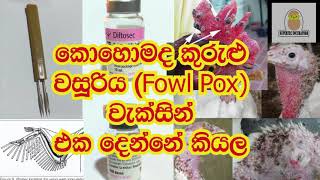 fowl pox කුරුළු වසූරිය Vaccine for chickenTurkey Supertec incubatorshow to vaccine in sinhala [upl. by Mizuki979]