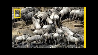 How 2 Million Pounds of Wildebeest Carcasses Help the Serengeti  National Geographic [upl. by Aelam]