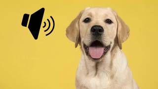 Labrador Dog Barking Sound  The SOund ButtOn [upl. by Ardelia]