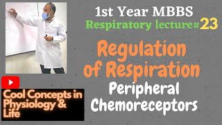 23 Regulation of Respiration  Peripheral chemoreceptors  2  Guyton 1stYR MBBS [upl. by Notlil]