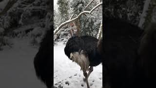 Ostrich First encounter with snow [upl. by Robillard]