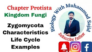 ZYGOMYCOTA Characteristics Life Cycle Examples kingdom Fungi Chapter Protista FSC Ist year [upl. by Gagnon946]