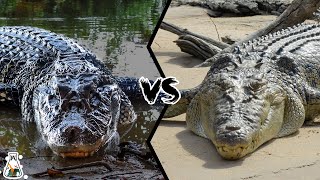 BLACK CAIMAN VS CROCODILE  Which is the Most Powerful [upl. by Whorton]