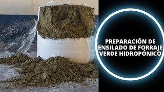 🌾🐮 PREPARACIÓN DE ENSILADO DE FORRAJE VERDE HIDROPÓNICO [upl. by Anelrad]