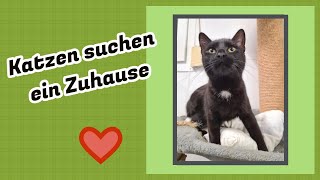 Diese 10 TierheimKatzen suchen ein Zuhause [upl. by Assirat]