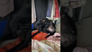 The black dog like dogowner dog animals youtube youtubeshorts ytshorts subscribe love [upl. by Ioj]